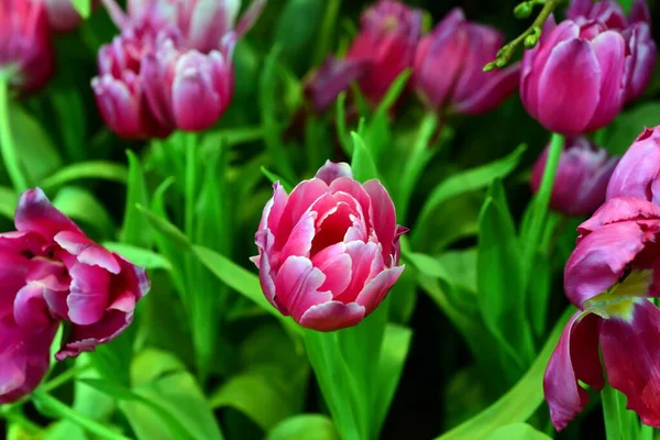 Widok Kolorowych Kwiatów Rosnących Ogrodzie — Zdjęcie stockowe