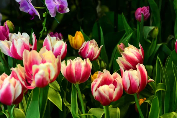 Rosa Tulpen Garten — Stockfoto