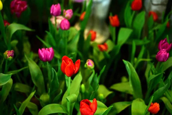 Vue Des Fleurs Colorées Poussant Dans Jardin — Photo