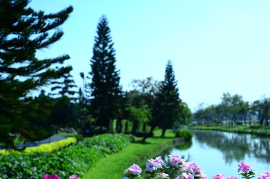 Bahçede büyüyen renkli çiçeklerin manzarası