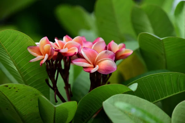 Vackra Tropiska Blommor Trädgården — Stockfoto