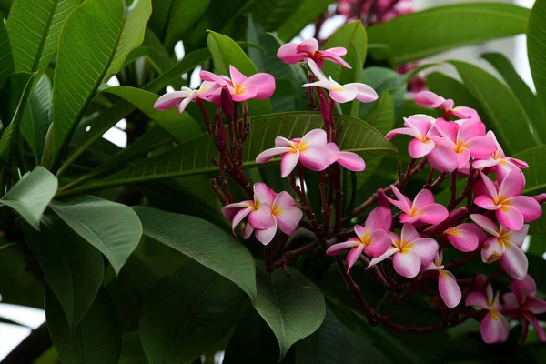 Plumeria Fleur Blooming Beautiful Fleurs Dans Jardin Floraison Été Paysager — Photo