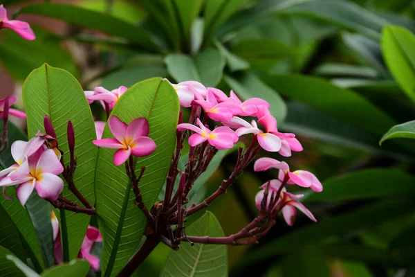 Fiori Plumeria Fiorente Bellissimi Fiori Giardino Fioritura Estate Giardino Formale — Foto Stock