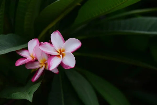 Цветоносы Plumeria Цветы Саду Цветущие Летом — стоковое фото