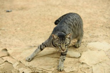Eğlenceli kedi dışarıda oynuyor.