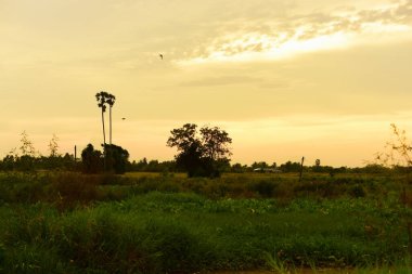 Orman boyunca gün batımı ve çimenler ve tarlalarda altın sarısı gökyüzü
