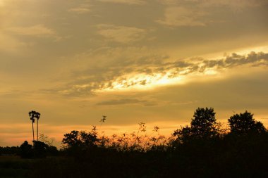 Orman boyunca gün batımı ve çimenler ve tarlalarda altın sarısı gökyüzü