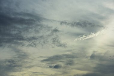 Orman boyunca gün batımı ve çimenler ve tarlalarda altın sarısı gökyüzü