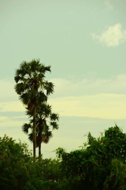 Orman boyunca gün batımı ve çimenler ve tarlalarda altın sarısı gökyüzü