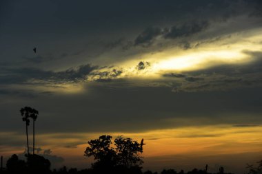 Orman boyunca gün batımı ve çimenler ve tarlalarda altın sarısı gökyüzü