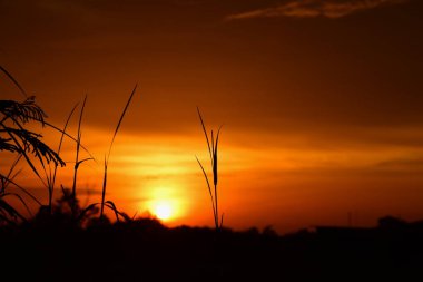 Orman boyunca gün batımı ve çimenler ve tarlalarda altın sarısı gökyüzü