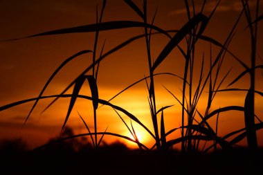 Orman boyunca gün batımı ve çimenler ve tarlalarda altın sarısı gökyüzü