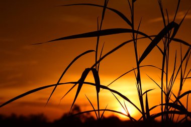 Orman boyunca gün batımı ve çimenler ve tarlalarda altın sarısı gökyüzü