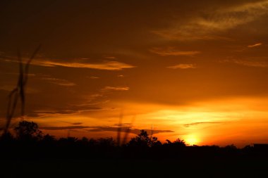 Orman boyunca gün batımı ve çimenler ve tarlalarda altın sarısı gökyüzü