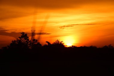 Orman boyunca gün batımı ve çimenler ve tarlalarda altın sarısı gökyüzü