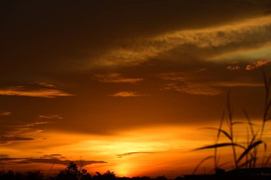 Orman boyunca gün batımı ve çimenler ve tarlalarda altın sarısı gökyüzü
