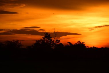 Orman boyunca gün batımı ve çimenler ve tarlalarda altın sarısı gökyüzü