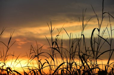 Orman boyunca gün batımı ve çimenler ve tarlalarda altın sarısı gökyüzü
