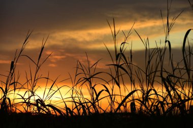 Orman boyunca gün batımı ve çimenler ve tarlalarda altın sarısı gökyüzü