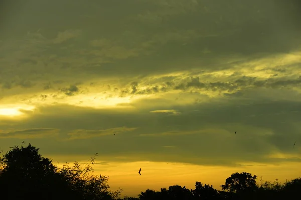 Sunset Grass Forest Golden Yellow Sky Fields — Stock Photo, Image