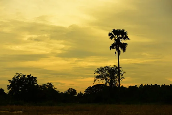 Sonnenuntergang Und Gras Entlang Des Waldes Und Goldgelber Himmel Auf — Stockfoto