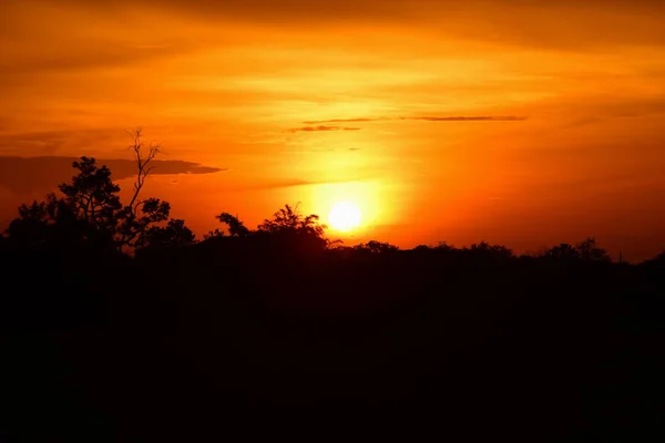 Puesta Sol Hierba Largo Del Bosque Cielo Amarillo Dorado Los —  Fotos de Stock