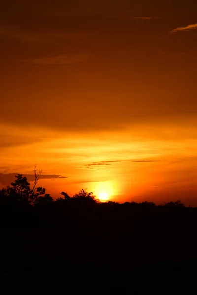 Pôr Sol Grama Longo Floresta Céu Amarelo Dourado Nos Campos — Fotografia de Stock