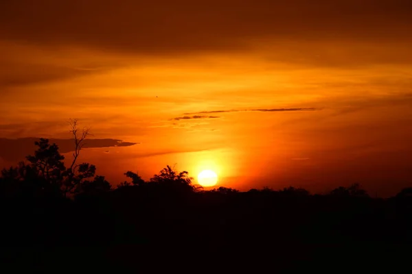 野原の森と黄金色の空に沿った日没と草 — ストック写真