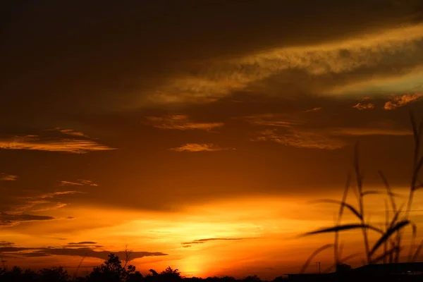 Pôr Sol Grama Longo Floresta Céu Amarelo Dourado Nos Campos — Fotografia de Stock