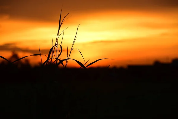 Pôr Sol Grama Longo Floresta Céu Amarelo Dourado Nos Campos — Fotografia de Stock