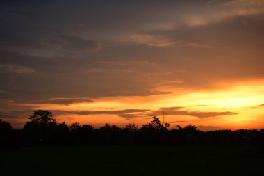 Orman boyunca gün batımı ve çimenler ve tarlalarda altın sarısı gökyüzü