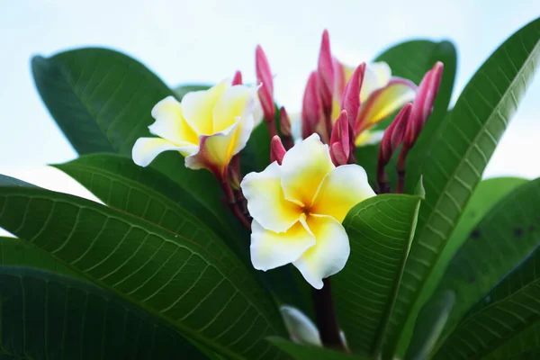 Piękne Kwiaty Zielone Liście Światłem Rano — Zdjęcie stockowe