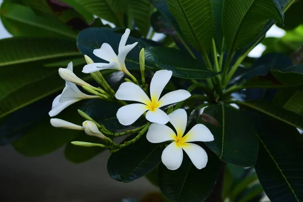 Vackra Blommor Och Gröna Blad Med Ljus Morgonen — Stockfoto