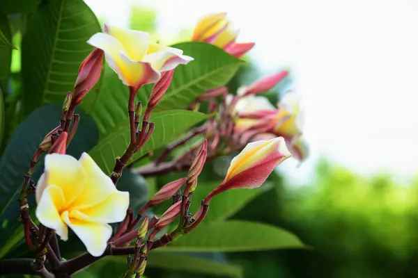 Lindas Flores Folhas Verdes Com Luz Pela Manhã — Fotografia de Stock