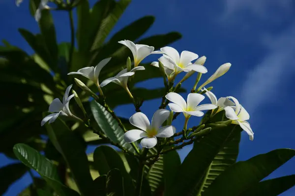 Lindas Flores Folhas Verdes Com Luz Pela Manhã — Fotografia de Stock