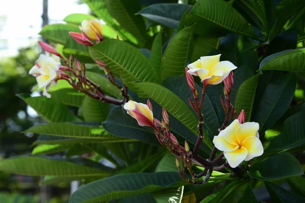 Prachtige Bloemen Groene Bladeren Met Licht Ochtend — Stockfoto