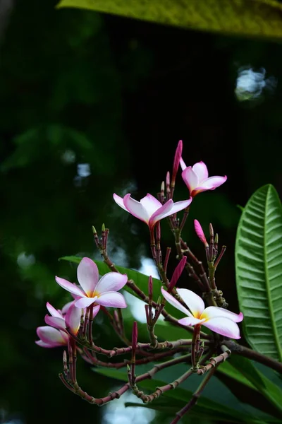 Gyönyörű Virágok Zöld Levelek Fényben Reggelente — Stock Fotó