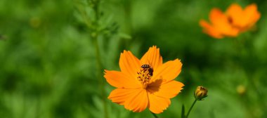 Bahçedeki güzel çiçekler