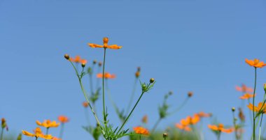 Bahçedeki güzel çiçekler