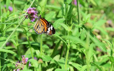 Yeşil bahçede bir çiçekte kelebek