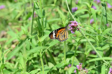 Yeşil bahçede bir çiçekte kelebek