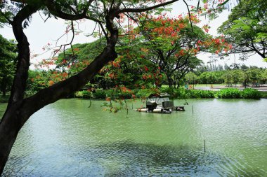 Bahar Balosu Bahçesi. Renkli çiçeklerden oluşan güzel bir bahçe. Bahçe düzenlemeleri. Park et. Güzel Bahçe
