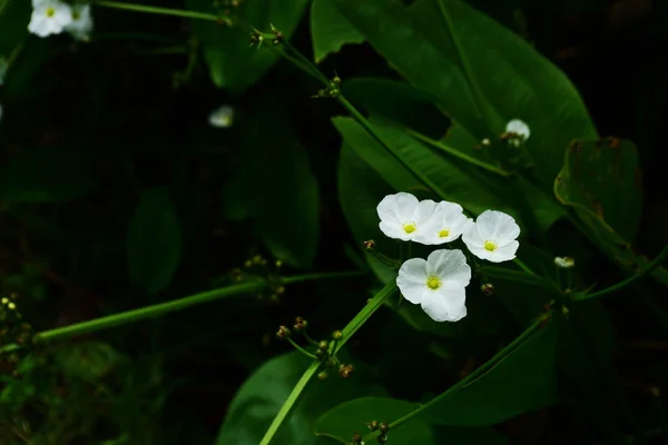 Frühlingshafter Garten Schöner Garten Mit Farbenfrohen Blumen Formaler Garten Park — Stockfoto