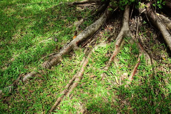 森の中の地面に根を張り — ストック写真