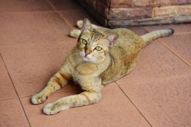 Dışarıda oynayan sevimli kediler.