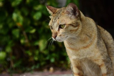 Dışarıda oynayan sevimli kediler.