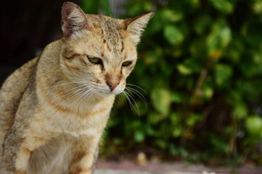 Dışarıda oynayan sevimli kediler.