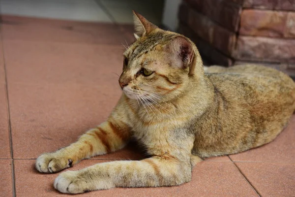 可爱的猫在户外玩耍 — 图库照片