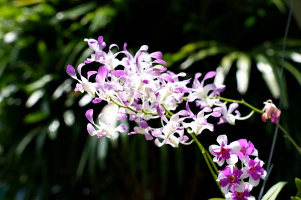 Belles Fleurs Roses Orchidée Dans Jardin — Photo