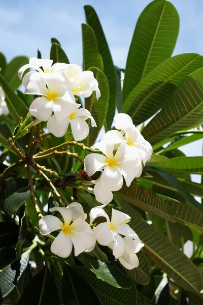 Plumeria Blanca Flores Jardín —  Fotos de Stock